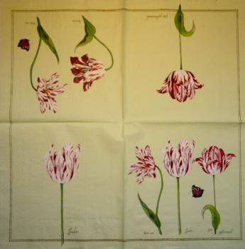 154 Tulpen - 3-lagig - (creme)